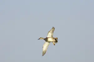 Strepera: Gadwall Duck Drake