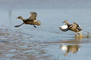 Gadwalls: Gadwall - Duck & Drake lifting off water, lakes & Mudflats