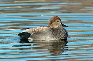 Strepera: Gadwall Duck Drake swimming