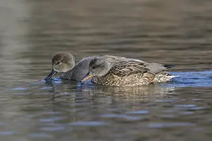 Strepera: Gadwall feeding in a small farm pond