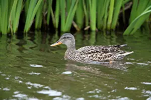 Strepera: Gadwall - female duck on lake Island of Texel