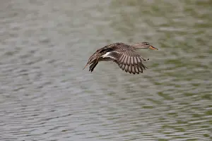 Gadwall: Gadwall - female in flight