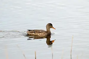 Strepera: Gadwall - female - with reflection