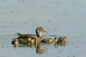 Strepera: Gadwall - female with young chicks