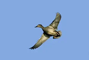Gadwalls: Gadwall - in flight