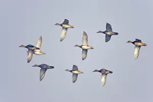 Gadwalls: Gadwall - in flight