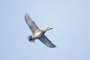 Gadwalls: Gadwall - in flight
