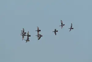 Gadwalls: Gadwall - in flight