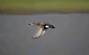 Strepera: Gadwall - in flight