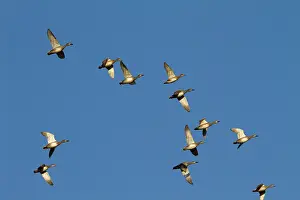 Gadwalls: Gadwall - Flock of birds in flight