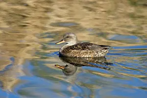 Strepera: Gadwall Hen