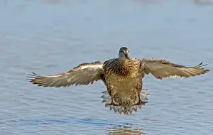 Gadwalls: Gadwall - Landing in on water