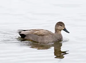 Strepera: Gadwall - male