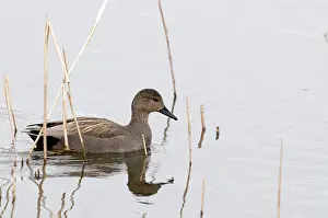 Strepera: Gadwall - male