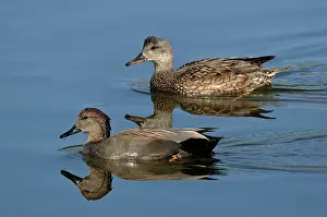 Strepera: Gadwall Male & Female swimming