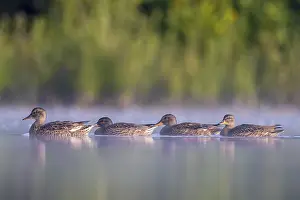 Duck Birds: Gadwall (Mareca strepera) group