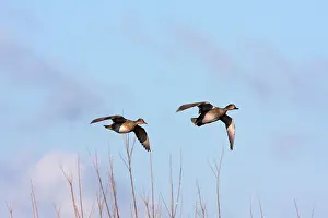 Gadwalls: Gadwall - Pair of birds in flight coming in to land