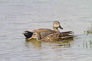 Gadwalls: Gadwall - pair feeding