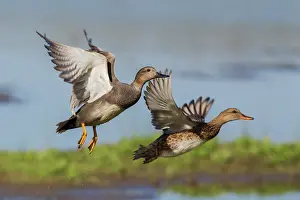 Strepera: Gadwall pair flying