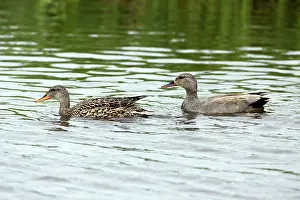 Strepera: Gadwall - pair on lake Island of Texel, Holland