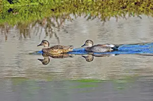 Strepera: Gadwall pair swimming together