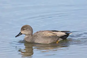 Holstein: Gadwall - swimming drake - Germany