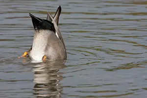 Strepera: Gadwall - upended male feeding