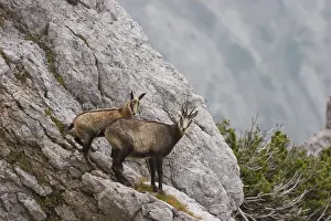 Chamois: Gaemse (Rupicapra rupicapra) chamois