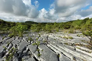 Gait: Gait Barrows - Limestone Pavement - Cumbria - UK