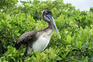 Galpagos: Gal&, x1c21;gos Brown Pelican (Pelicanus Occidentalis