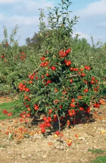 Fully: Gala Apple Tree - fully laden