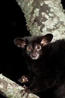 Bushbaby: Galago Bushbaby, Galago senegalensis, sitting