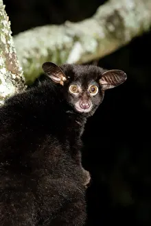Bushbaby: Galago Bushbaby, Galago senegalensis, sitting
