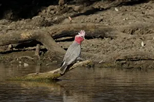 310517: Galah A4246