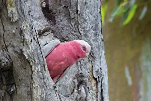 Cockatoo: Galah, Australia