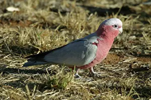 Galah: Galah