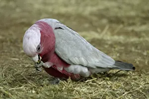 Galah: Galah