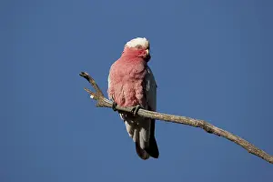 Cockatoos: Galah