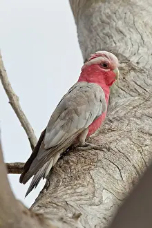 Cockatoo: Galah
