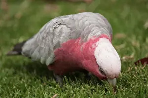 Cockatoo: Galah
