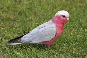 Cacatua: Galah (Cacatua roseicapilla), Nambucca Heads