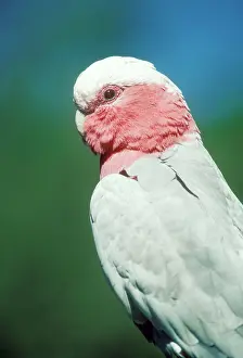 Galah: Galah Cockatoo