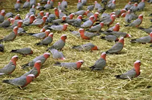 Cockatoos: Galah Cockatoos