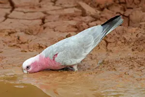 Galah: Galah - Drinking at drying pool