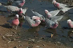 Galah: Galah - Drinking at waterhole
