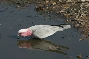 Galah: Galah - Drinking at waterhole