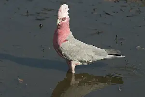Galah: Galah - Drinking at waterhole