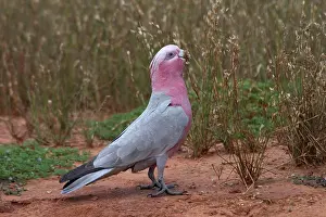 Galah: Galah - Eating wild seeds