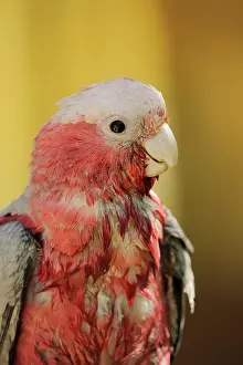 Cockatoo: Galah (Eolophus roseicapilla) (Cacatua roseicapilla)