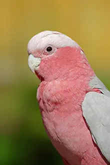 Cockatoo: Galah (Eolophus roseicapilla) (Cacatua roseicapilla)